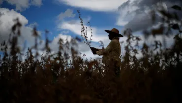 Fotografia em contraluz e plano médio de um agricultor em meio a uma plantação agrícola. Em primeiro plano, silhuetas desfoqueadas de plantas de soja e vagens secas ocupam a base da imagem, criando profundidade. No plano intermediário, à direita, destaca-se a silhueta de um trabalhador rural usando chapéu de palha e camisa de mangas longas, segurando nas mãos uma haste alta de soja com vagens maduras voltada para cima. Ao fundo, o céu exibe um contraste dramático de nuvens carregadas intercaladas com aberturas de céu azul sob iluminação natural de luz solar filtrada.