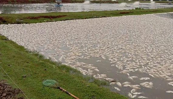 Falta de energia mata 230 toneladas de peixes no Paraná e causa prejuízo milionário