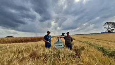 Paraná concentra 88% da cevada do Brasil em movimento para reduzir importações