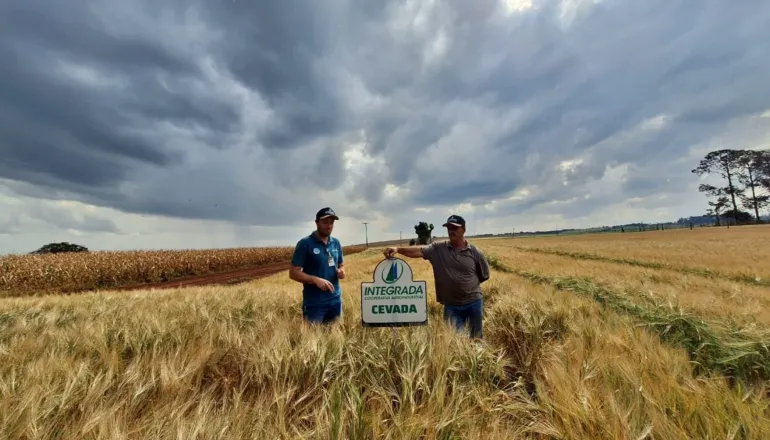 Paraná concentra 88% da cevada do Brasil em movimento para reduzir importações
