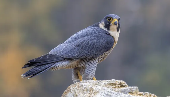 Animal mais rápido do mundo: conheça o falcão-peregrino, ave que atinge velocidades impressionantes