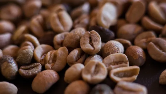 Café no Paraná: como um plano busca reverter décadas de queda e ampliar produção até 2038