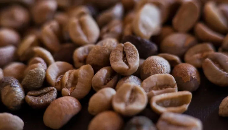 Café no Paraná: como um plano busca reverter décadas de queda e ampliar produção até 2038