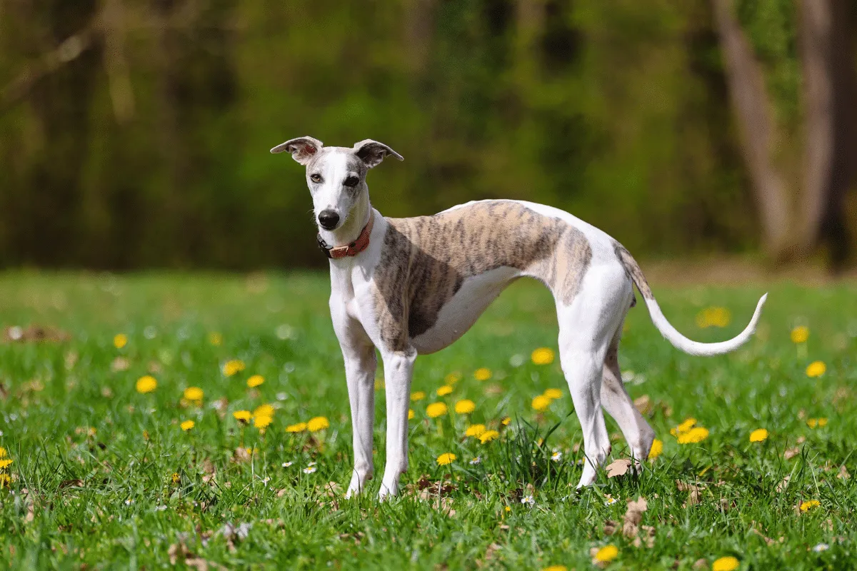 Raças magras: 6 cachorros que se destacam pelo corpo esbelto e atlético