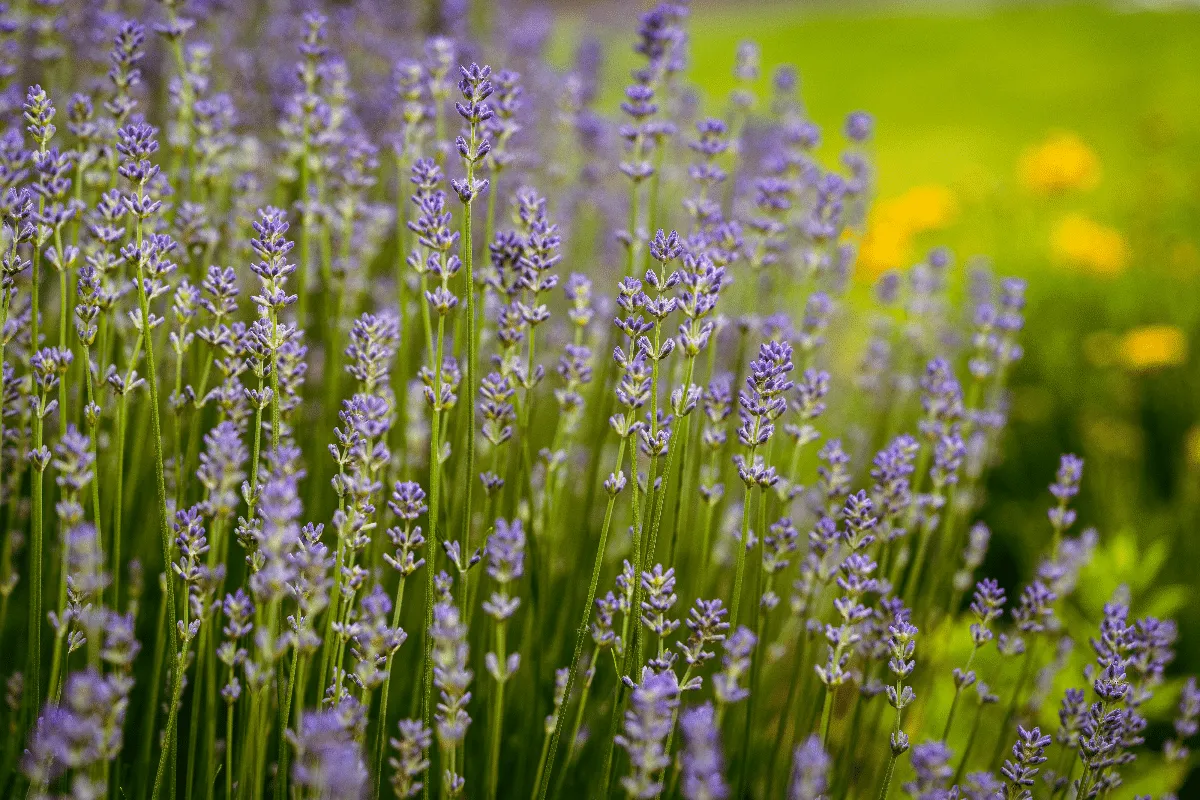 Espiritualidade e natureza: 4 plantas ligadas à intuição, à proteção e à prosperidade