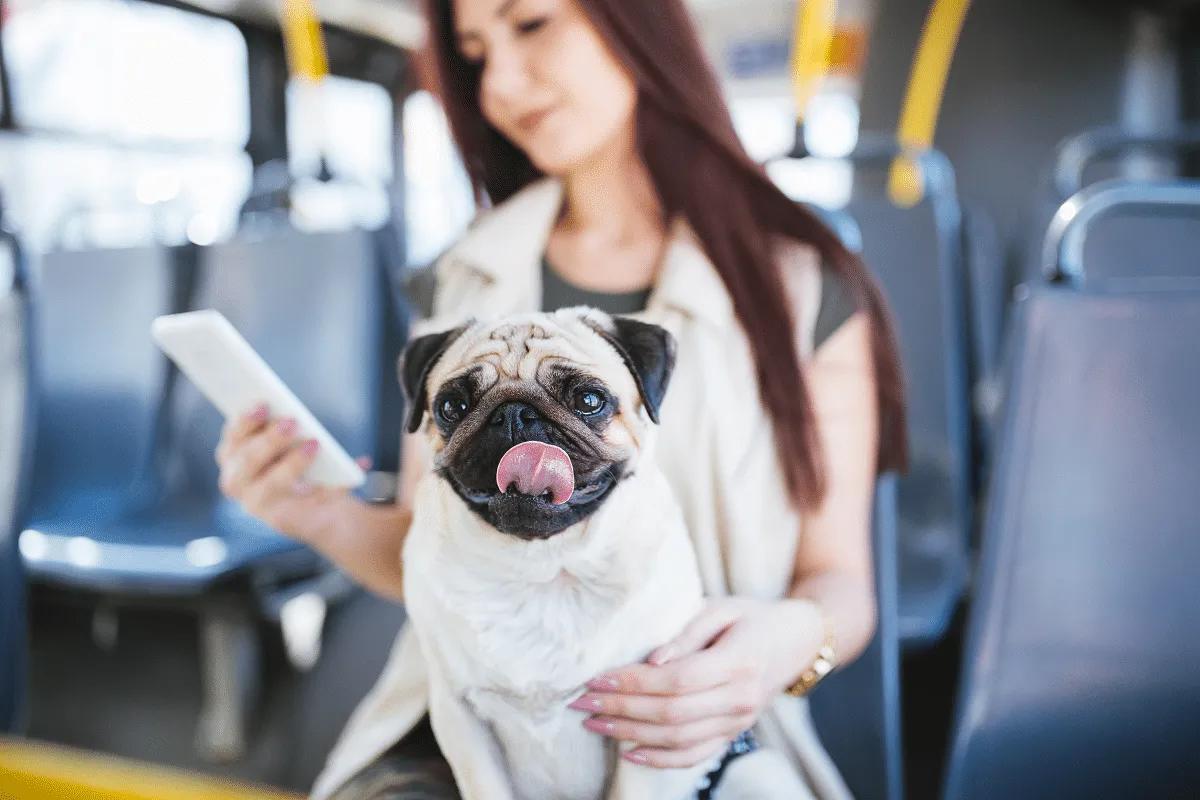 Cachorro pode andar de ônibus? Veja as cidades brasileiras em que isso é possível