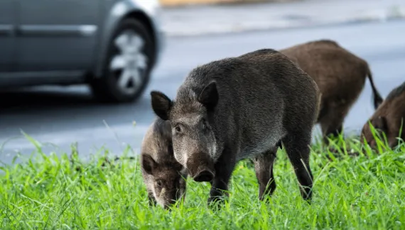 Encontrou um animal silvestre? Veja 6 cuidados importantes para evitar riscos
