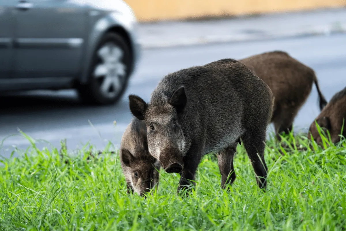 Encontrou um animal silvestre? Veja 6 cuidados importantes para evitar riscos
