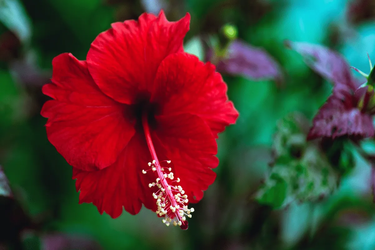 Hibisco faz bem para quê? Veja os benefícios e os cuidados ao consumir a planta