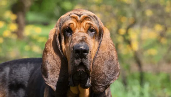 Parece tristeza, mas não é: conheça raças de cachorro com expressão melancólica 