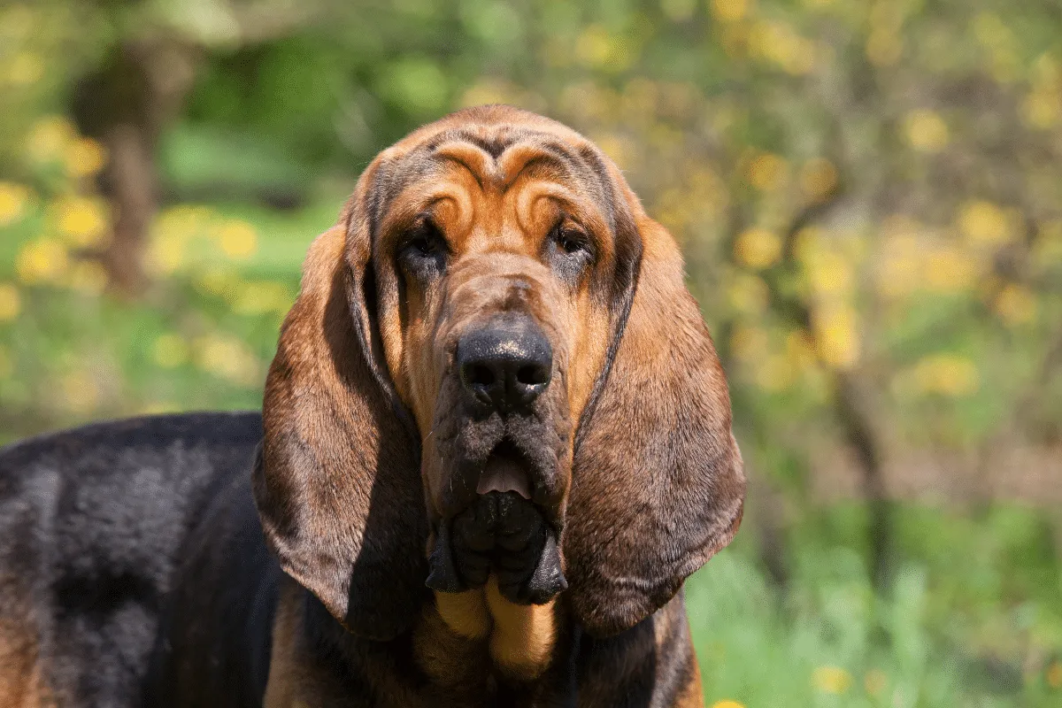 Parece tristeza, mas não é: conheça raças de cachorro com expressão melancólica