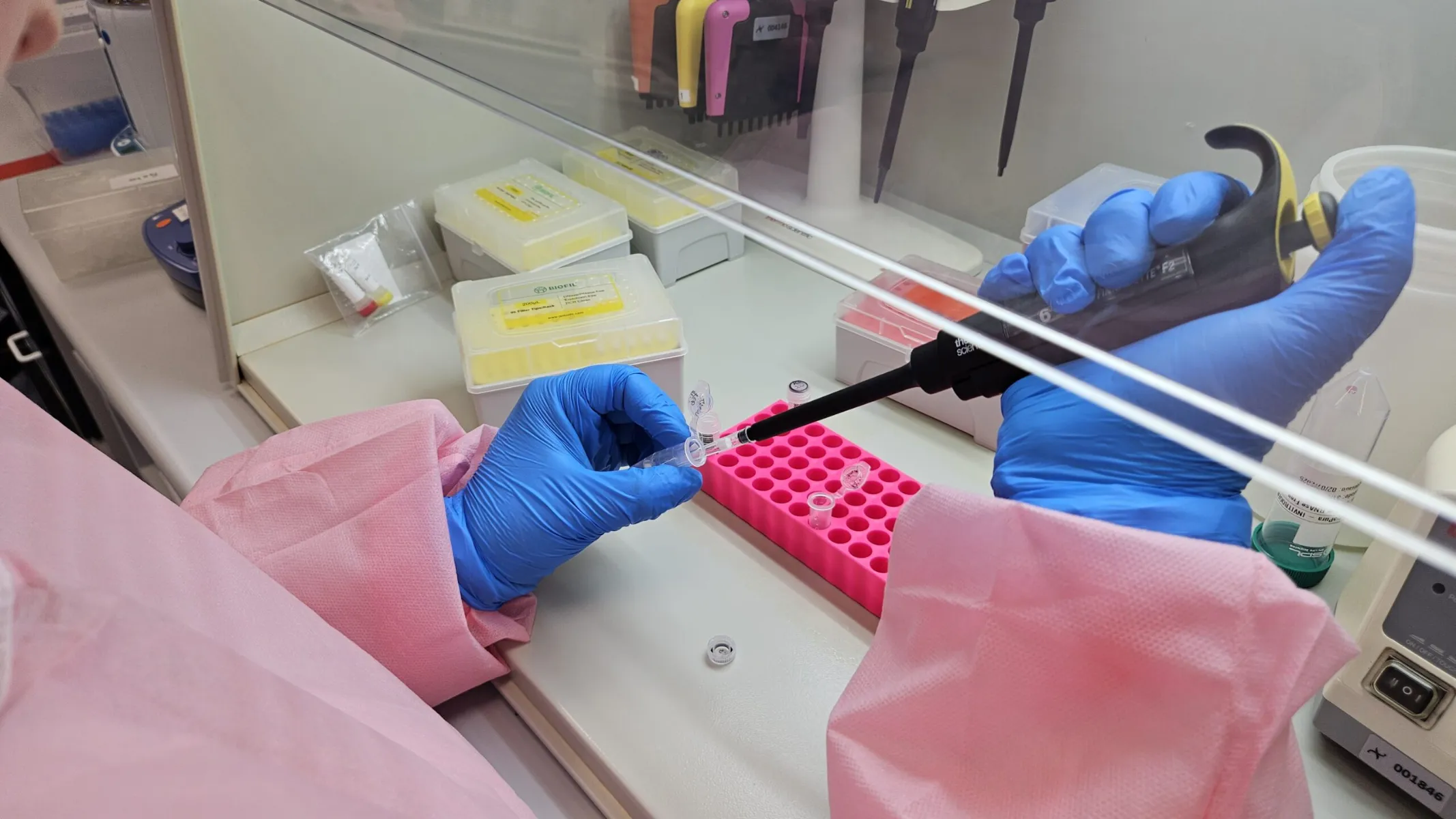 Fotografia em plano aproximado (close-up) de um operador em laboratório realizando um procedimento com micropipeta em uma bancada de fluxo laminar. Em primeiro plano, as mãos do operador, vestindo luvas cirúrgicas azuis e mangas de avental rosa, manuseiam os materiais. A mão direita segura uma micropipeta eletrônica preta com detalhes amarelos, introduzindo a ponteira em um microtubo posicionado em um suporte rosa com cavidades múltiplas. A mão esquerda segura outro pequeno tubo de ensaio transparente. No plano intermediário, a bancada exibe caixas plásticas organizadoras amarelas com ponteiras de pipetagem, pequenos frascos e equipos sob iluminação artificial limpa e direta. Ao fundo, o painel transparente de proteção da cabine de segurança e suportes com pipetas automáticas completam o ambiente técnico de laboratório.