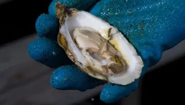 A imagem mostra uma ostra aberta segurada por uma mão com luva azul.