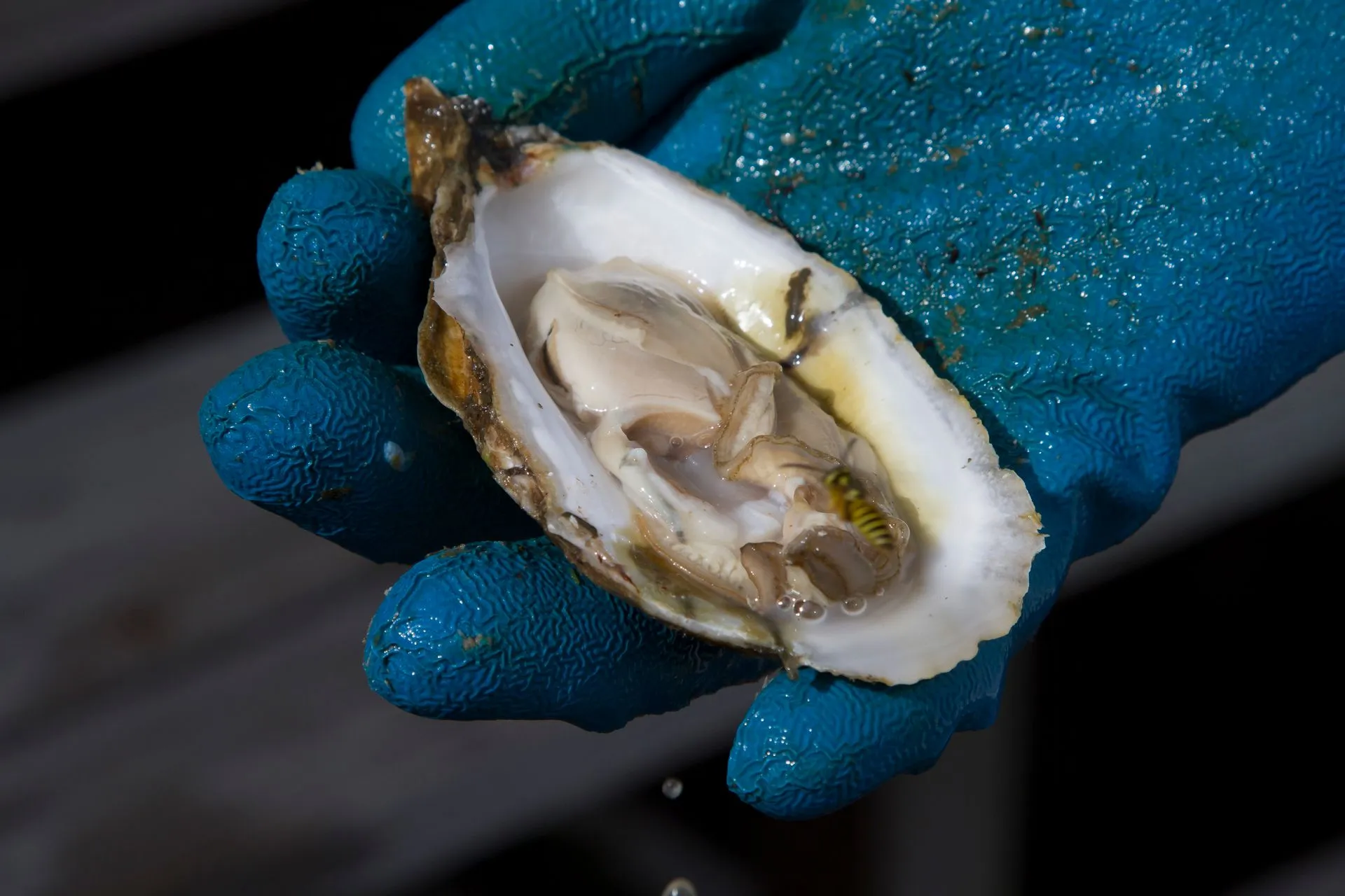 A imagem mostra uma ostra aberta segurada por uma mão com luva azul.