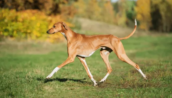 Azawakh: conheça esse antigo cão de caça que se destaca pela aparência magra e elegante 