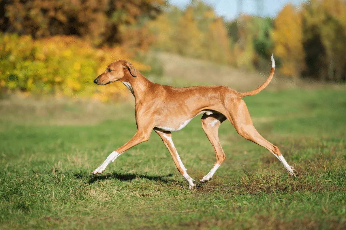 Azawakh: conheça esse antigo cão de caça que se destaca pela aparência magra e elegante