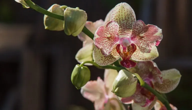 Lei do Paraná impede salvamento de orquídeas e acelera extinção nas florestas
