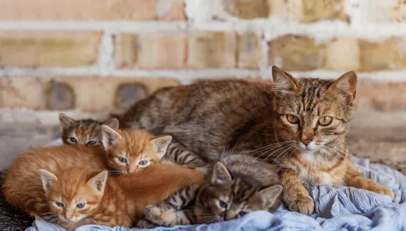 Por que a gata muda os filhotes de lugar? Veja como lidar com esse comportamento