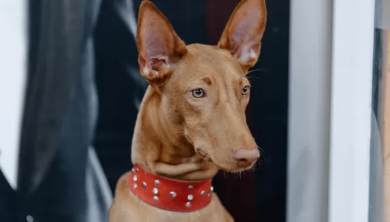 Cirneco do etna: conheça o cachorro italiano de personalidade afetuosa 