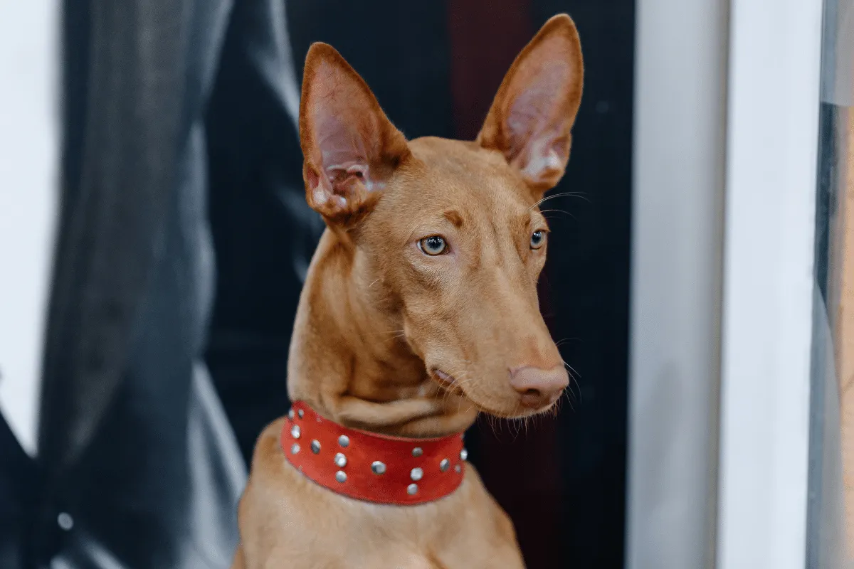 Cirneco do etna: conheça o cachorro italiano de personalidade afetuosa