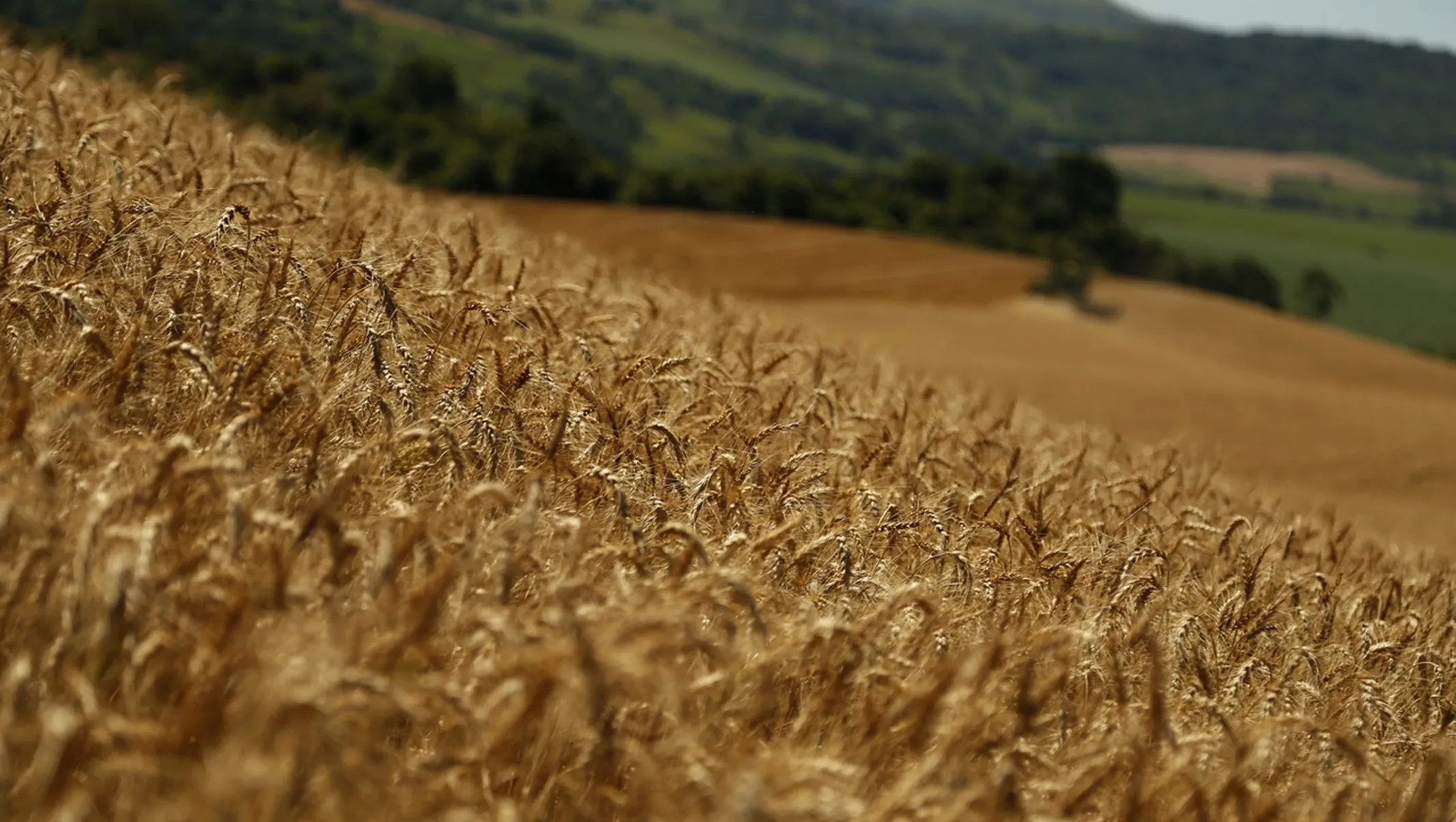Safra de inverno do Paraná deve cair 28% após excesso de chuvas
