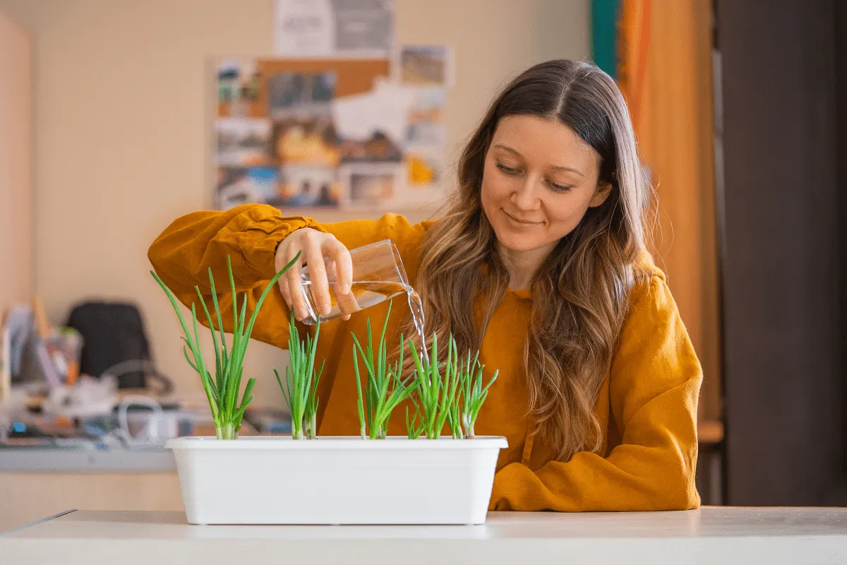 Horta em apartamento: 5 temperos para cultivar em vasos mesmo com pouco espaço