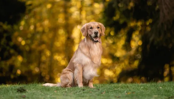 Muito além do vira-lata: conheça raças de cachorro com pelagem caramelo