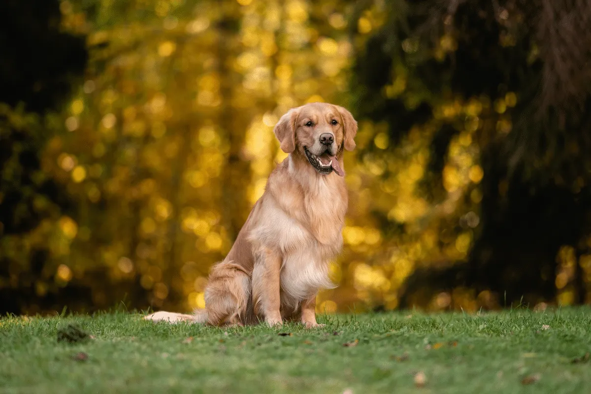 Muito além do vira-lata: conheça raças de cachorro com pelagem caramelo