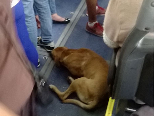 Cachorro no ônibus