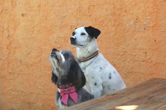 O Bendita é Pet Friendly, ou seja, espalo amigo dos animais (Foto: Raquel Tannuri Santana).