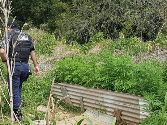 Plantação de maconha em São José dos Pinhais.