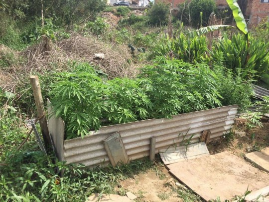 Maconha