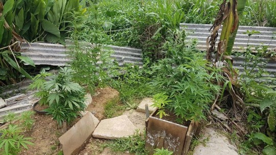 Maconha