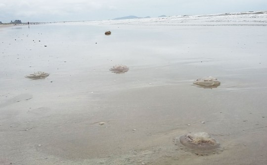 Foto: Rodrigo José Tozin.