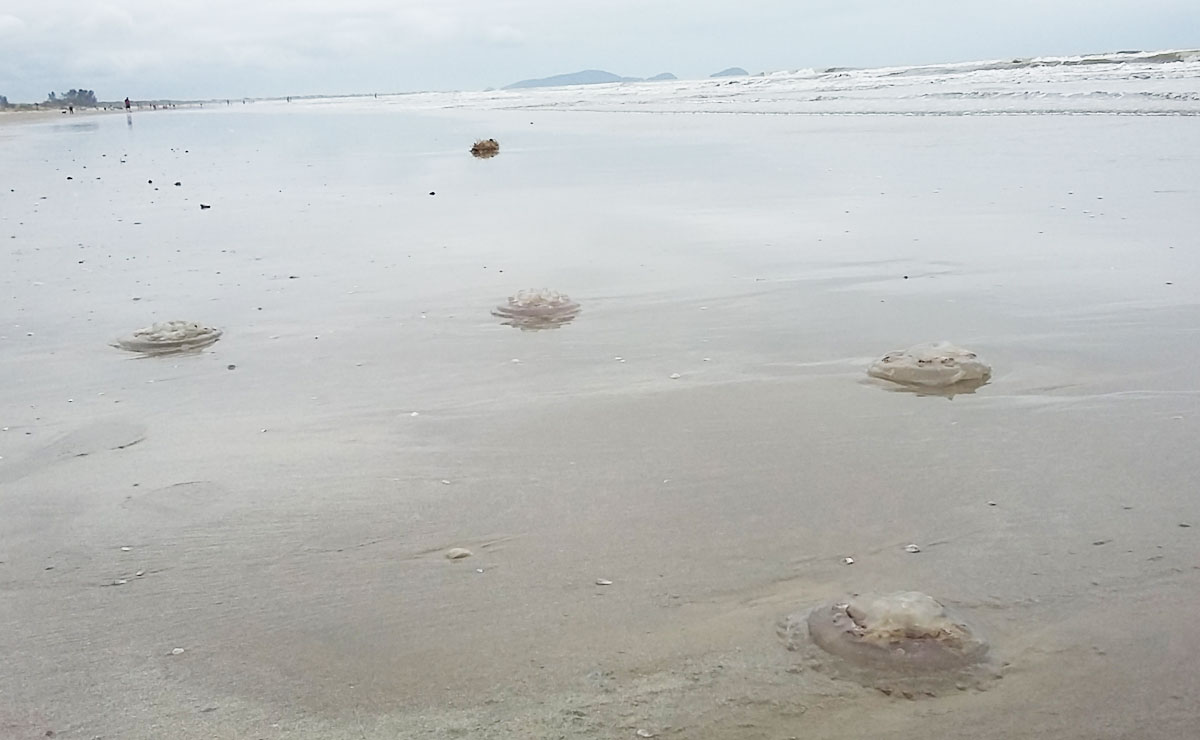 Foto: Arquivo/Tribuna do Paraná