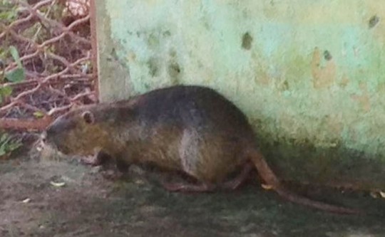 O rato gigante precisou de uma rede especial para ser retirado. Foto: Reprodução/Gazeta do Povo.