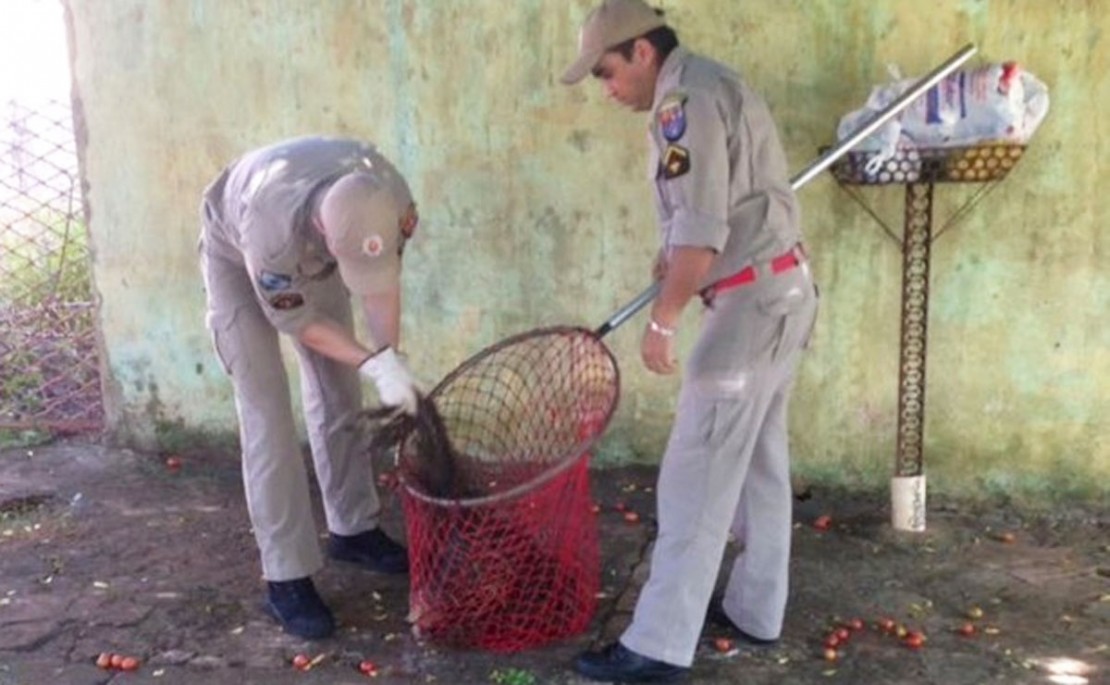 Rato gigante assusta moradores de cidade no Paraná. Foto: Reprodução/Gazeta do Povo.