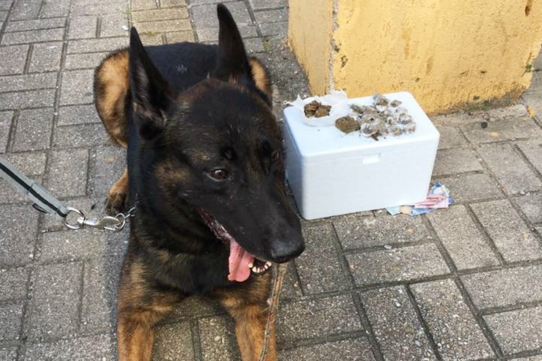 Foto: GM/Divulgação