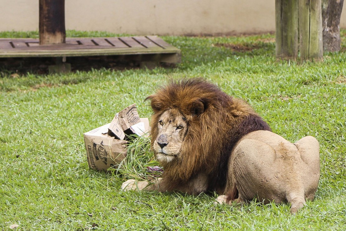 Zoológico de Curitiba abriga três mil animais