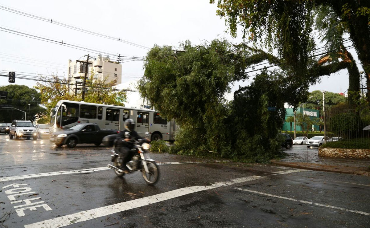 Árvore despencou em cima de cabos de energia na Rua Capitão Souza Franco. Semáforos não estão funcionando no local. Foto: Aniele Nascimento.