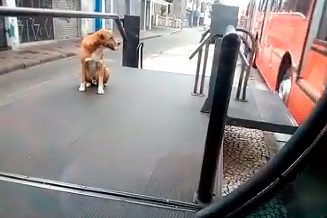 Leleco esperando o momento certo pra entrar no ônibus em Curitiba. Foto: reprodução/Facebook