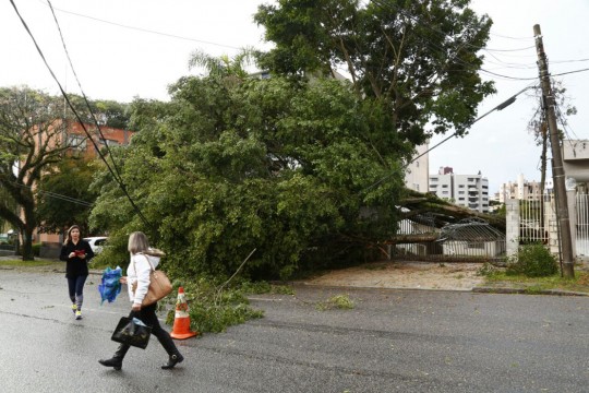 Alameda Princesa Izabel ficou parcialmente bloqueada com queda de árvore. Foto: Aniele Nascimento.