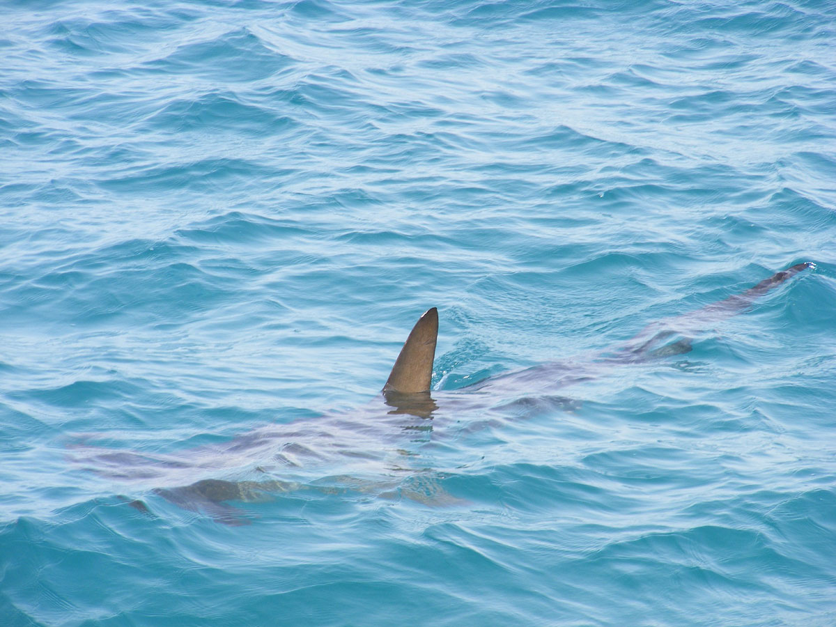 Avistamento de tubarão cancela campeonato de surfe em Matinhos