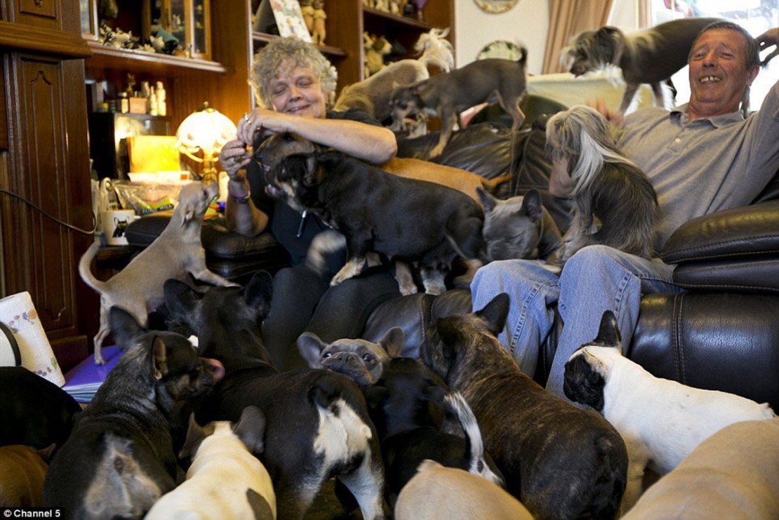 Para cada aniversário de casamento, casal adota um novo cachorro