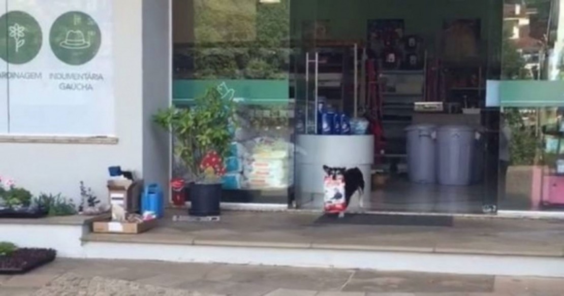Cachorro sai do pet shop carregando a própria ração