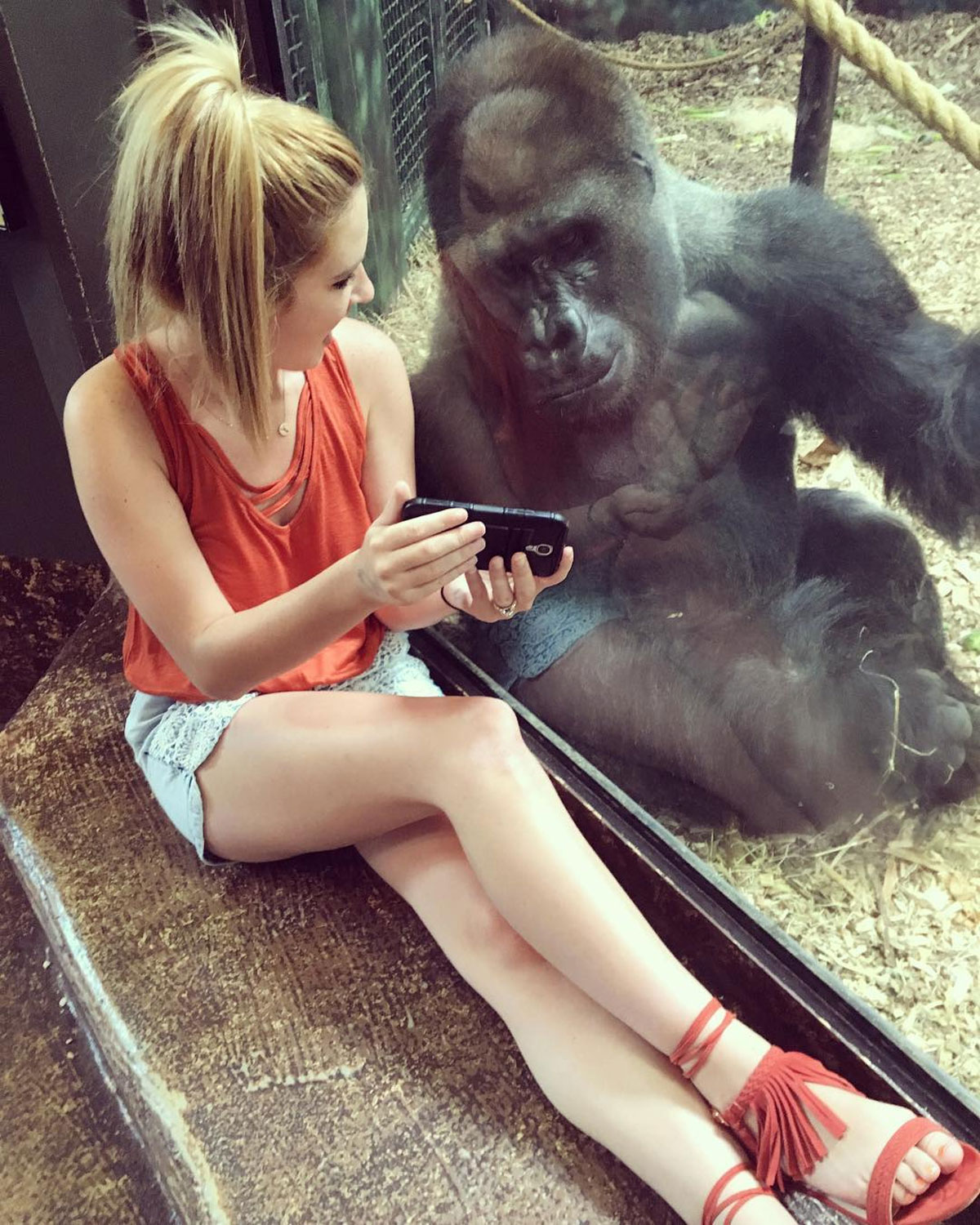 Jovem faz 'amizade' com gorila que gosta de assistir a vídeos no celular