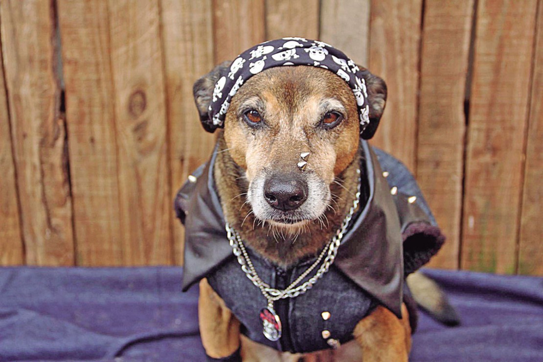 Parada Pet, festival gastronômico e Circo China: capital tem várias atrações no final de semana