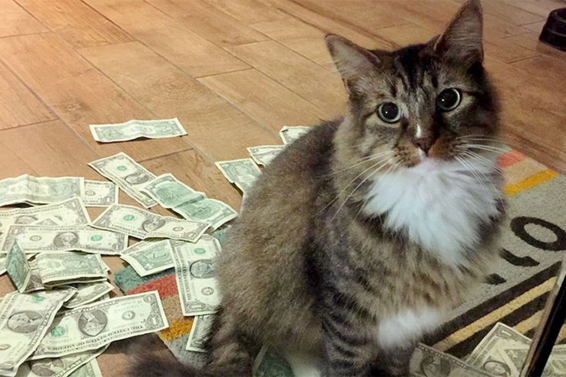 Gato 'rouba' dinheiro de quem passa na rua nos EUA