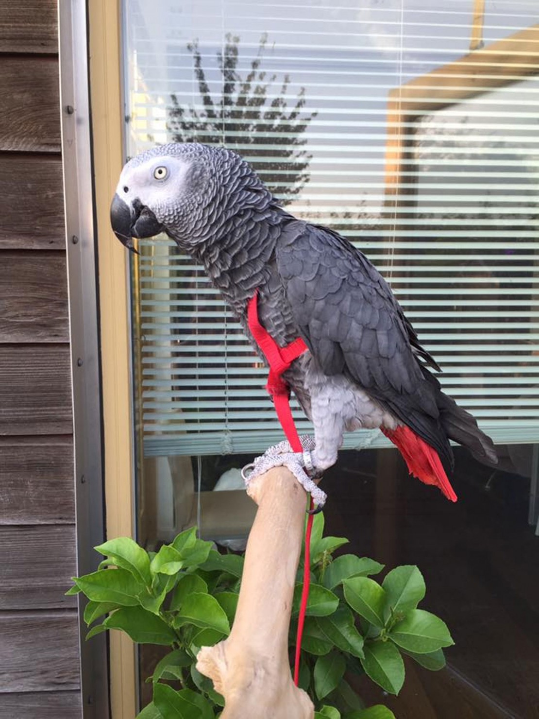 Papagaio imita voz de sua dona e realiza pedido na Amazon