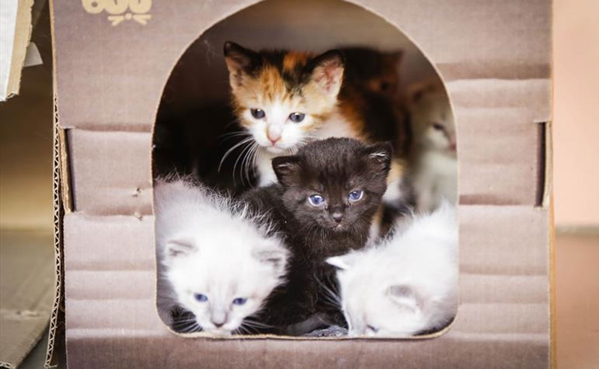 Foto: Pedro Ribas/SMCS.